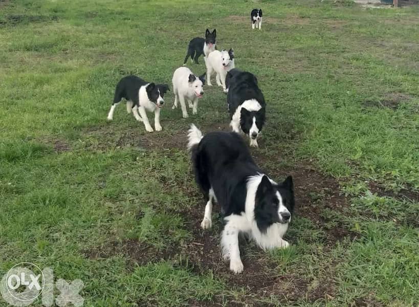 Imported Border collie 4