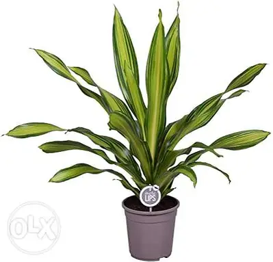 Golden flame dracaena