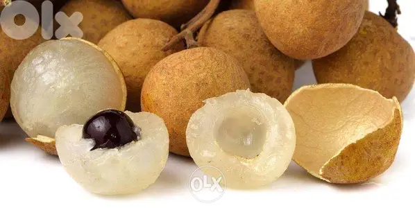 Longan trees from Spain شجر لونغان إسباني