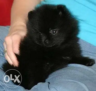 Black Pomeranian Spitz Small Size dog كلاب
