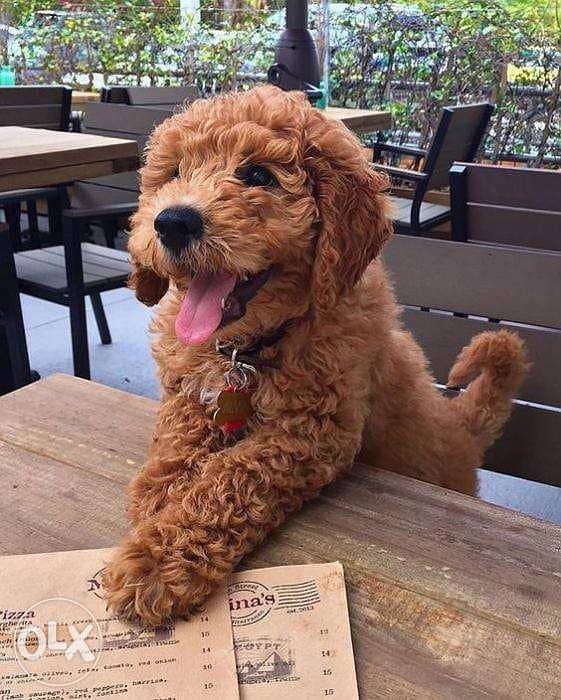 Goldendoodle Puppies 0