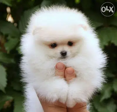 POMERANIAN Boo Face Teacup Imported