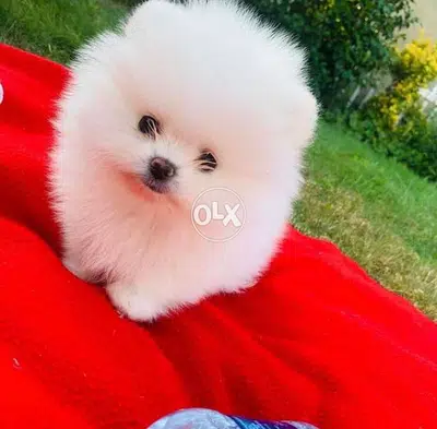 BOO face Pomeranian White Teacup Imported