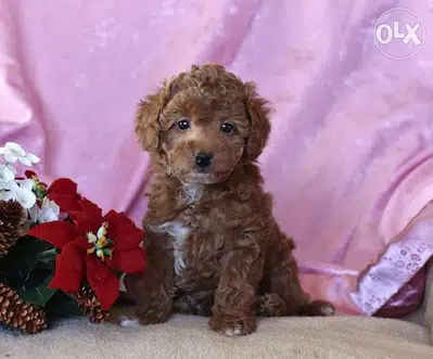 Maltipoo Brown imported