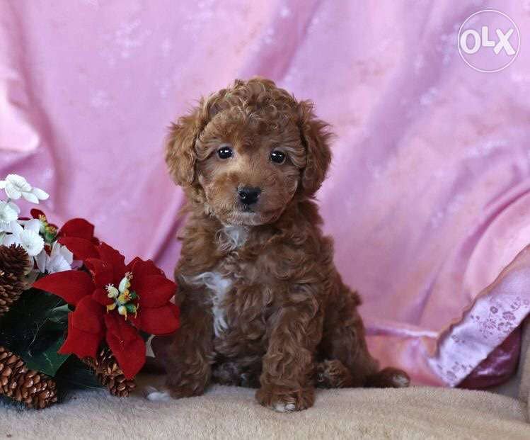Maltipoo Brown imported 0