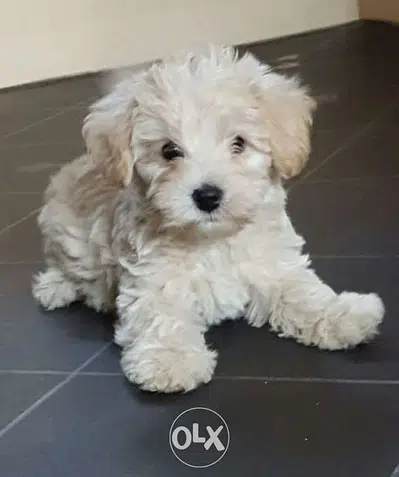 SMALL BREED Maltese Bichon delivery available