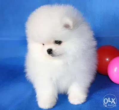 Pomeranian teacup white Puppies Dog كلاب