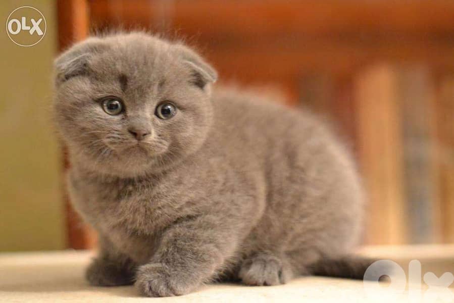 Scottish Grey Short Hair Kittens/ cat قطط 0