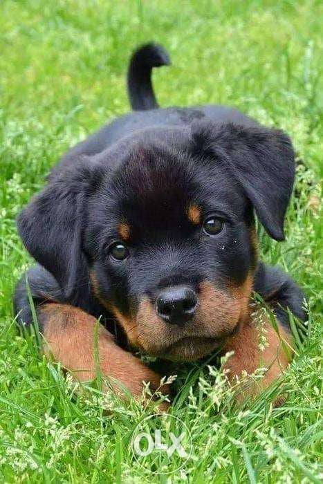 Rottweiler Puppies Black and Tan 0