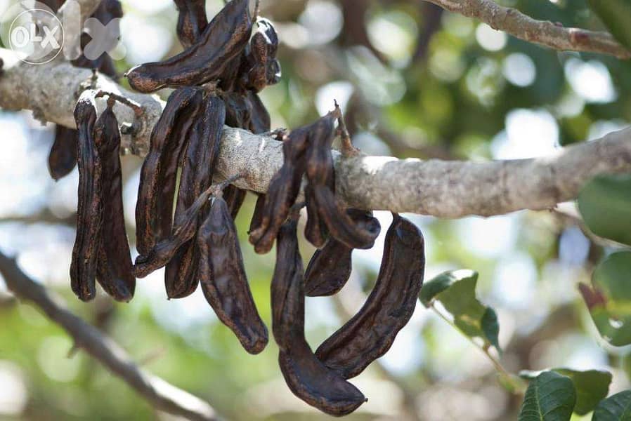 Carob tree شجر خروب 0