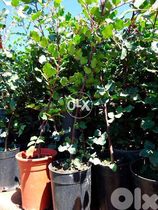 Carob tree شجر خروب 1