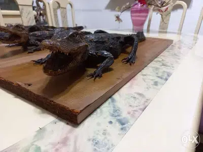 Dry animals(Taxidermy)