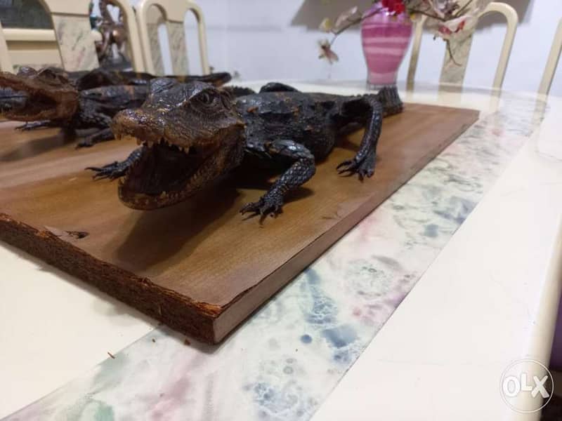 Dry animals(Taxidermy) 0