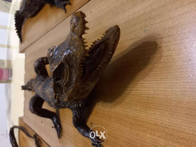 Dry animals(Taxidermy) 1