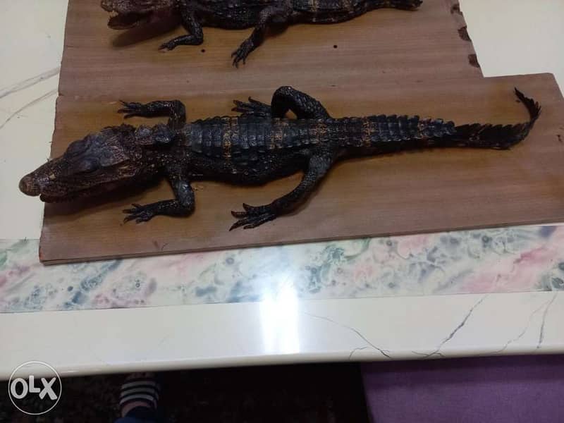 Dry animals(Taxidermy) 2