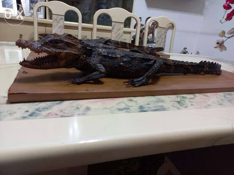 Dry animals(Taxidermy) 3