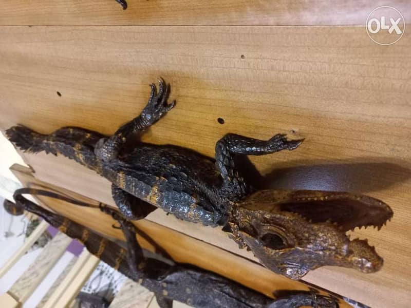 Dry animals(Taxidermy) 4