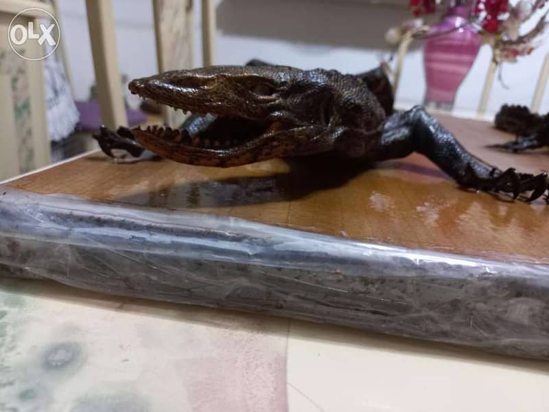 Dry animals(Taxidermy) 5
