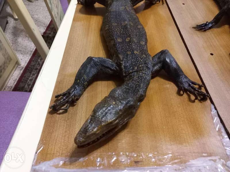Dry animals(Taxidermy) 6