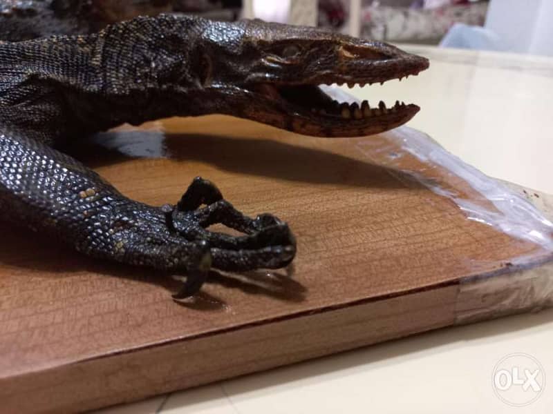 Dry animals(Taxidermy) 7