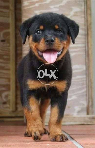 Rottweiler Puppies 0