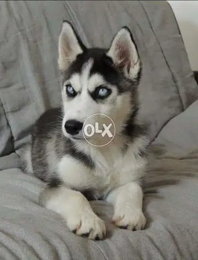 Husky Blue Eye SMARTEST puppy