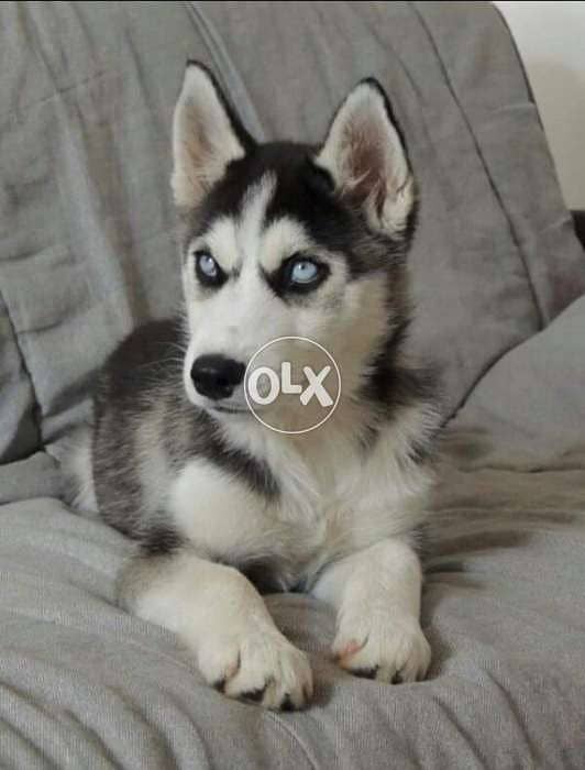 Husky Blue Eye SMARTEST puppy 0