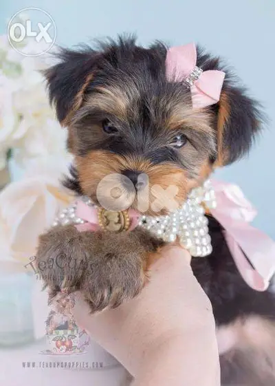 Yorkshire Terrier Mini Dog كلاب puppy