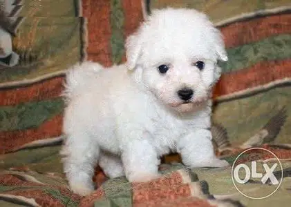 Bichon Maltese puppies delivery