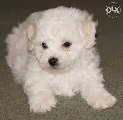 Bichon Fluffy Snowy Hair