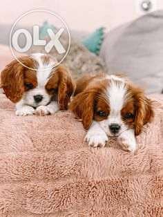 Cavalier King Charles0 High Quality 0