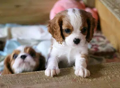 Cavaliers King Charles - Puppies High Quality