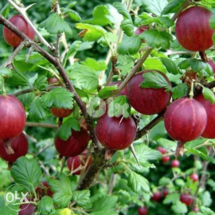 Italian Gooseberry rossa 40,000 LL 0