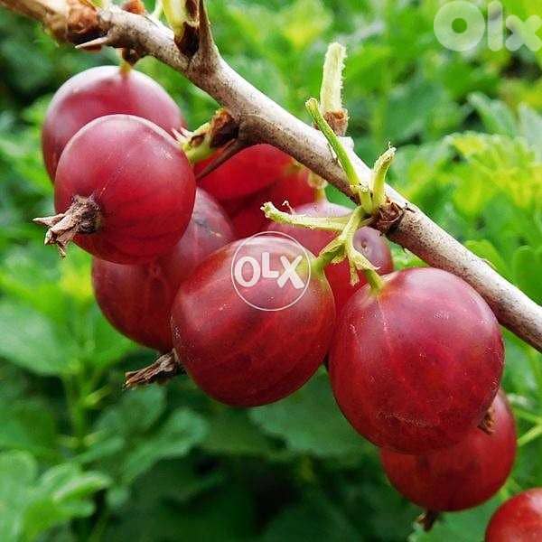 Gooseberry from Italy red/ green 0