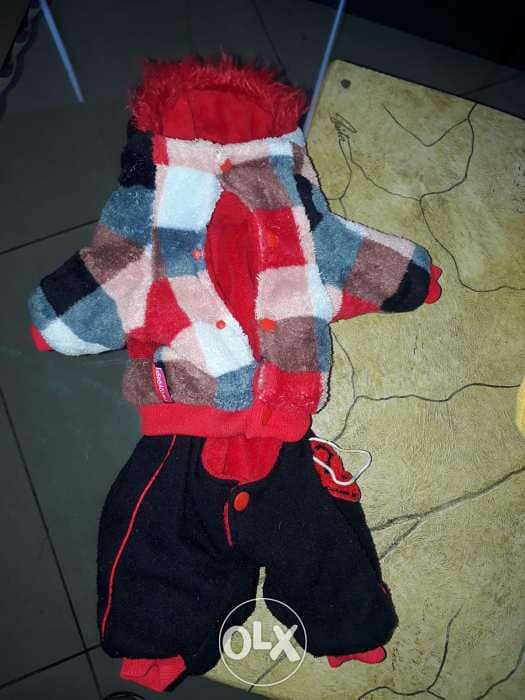 for dog 0