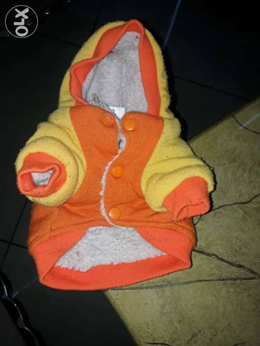 for dog 1