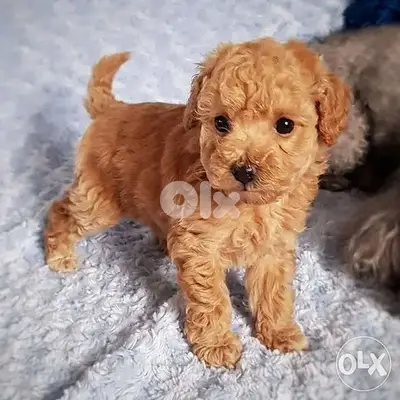 Poodle Miniature Puppies Super Smart and lovely dog كلاب