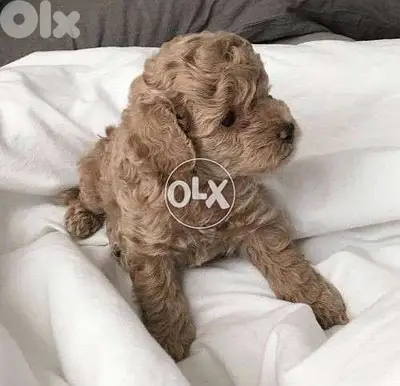 Little Poodle Cute Small Toy dog كلاب