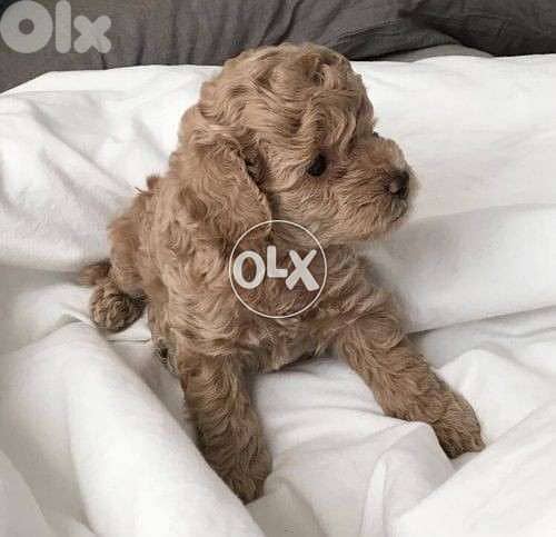 Little Poodle Cute Small Toy dog كلاب 0