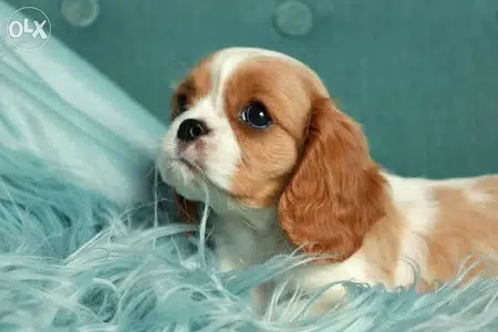 Blenheim Cavalier king Charles cute and amazing
