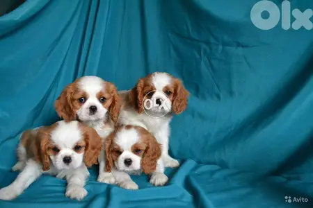 Cavalier King Charles Puppies/ DELIVERY Available in Shop/Dog / كلاب