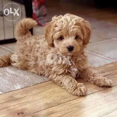 Maltipoo - Golden and Fluffy Puppies / dog كلاب