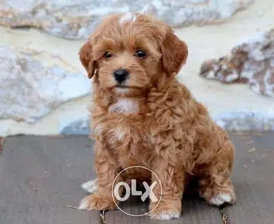 CAVAPOO rare imported