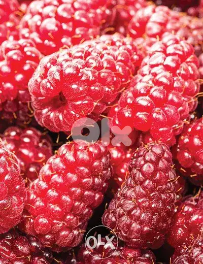 Italian Tayberry