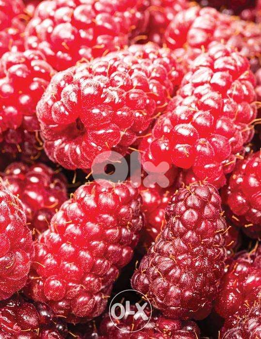 Italian Tayberry 0