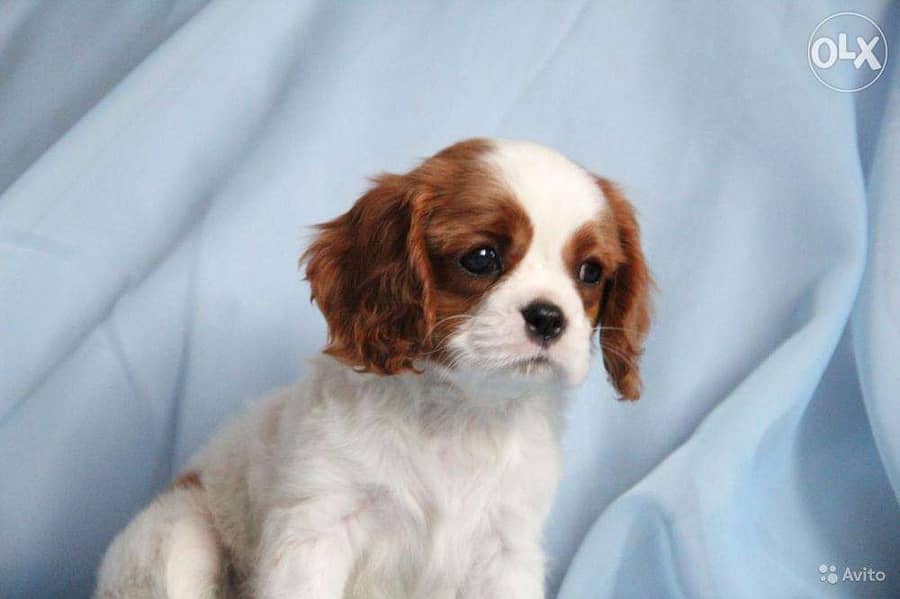 Cavalier- King Charles Spaniel Sweet Puppies 0