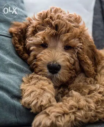 Goldendoodle Fluffy Bear Impported