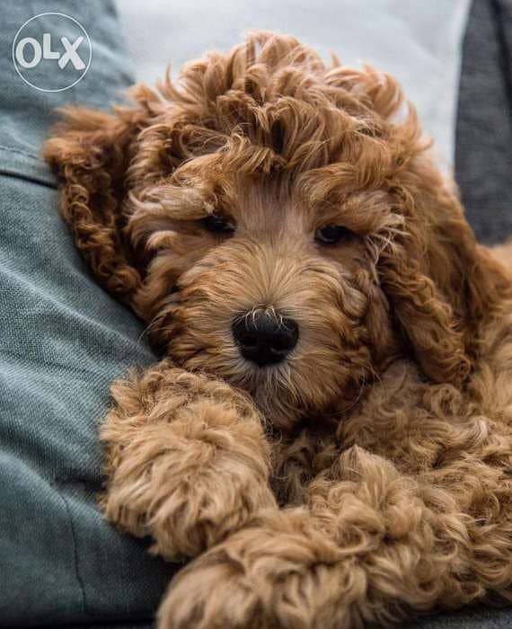 Goldendoodle Fluffy Bear Impported 0
