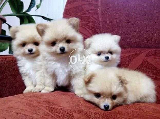 Pomeranian Spitz puppies Available 0