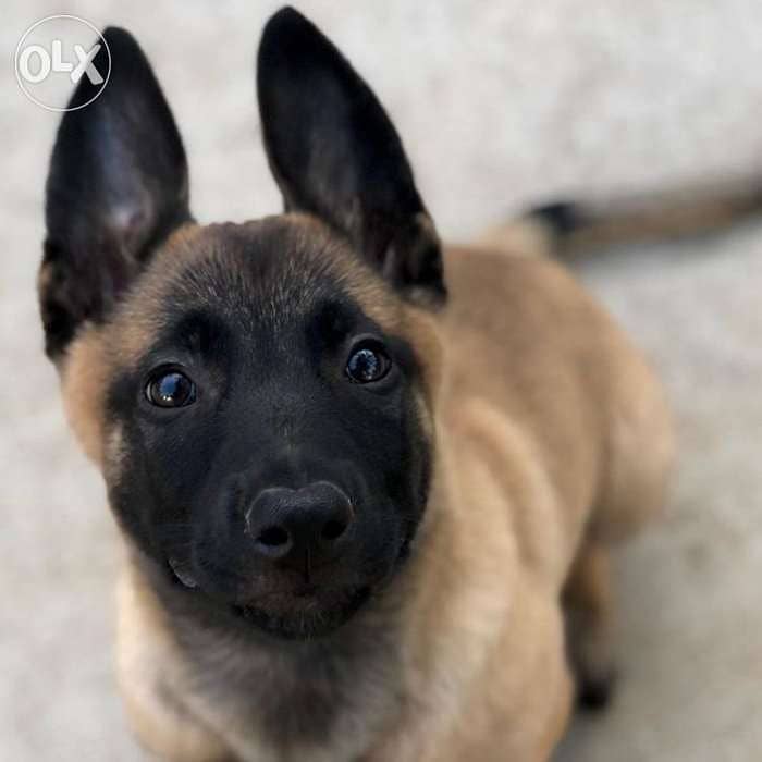 Belgian Malinois Puppy Black Mask 0